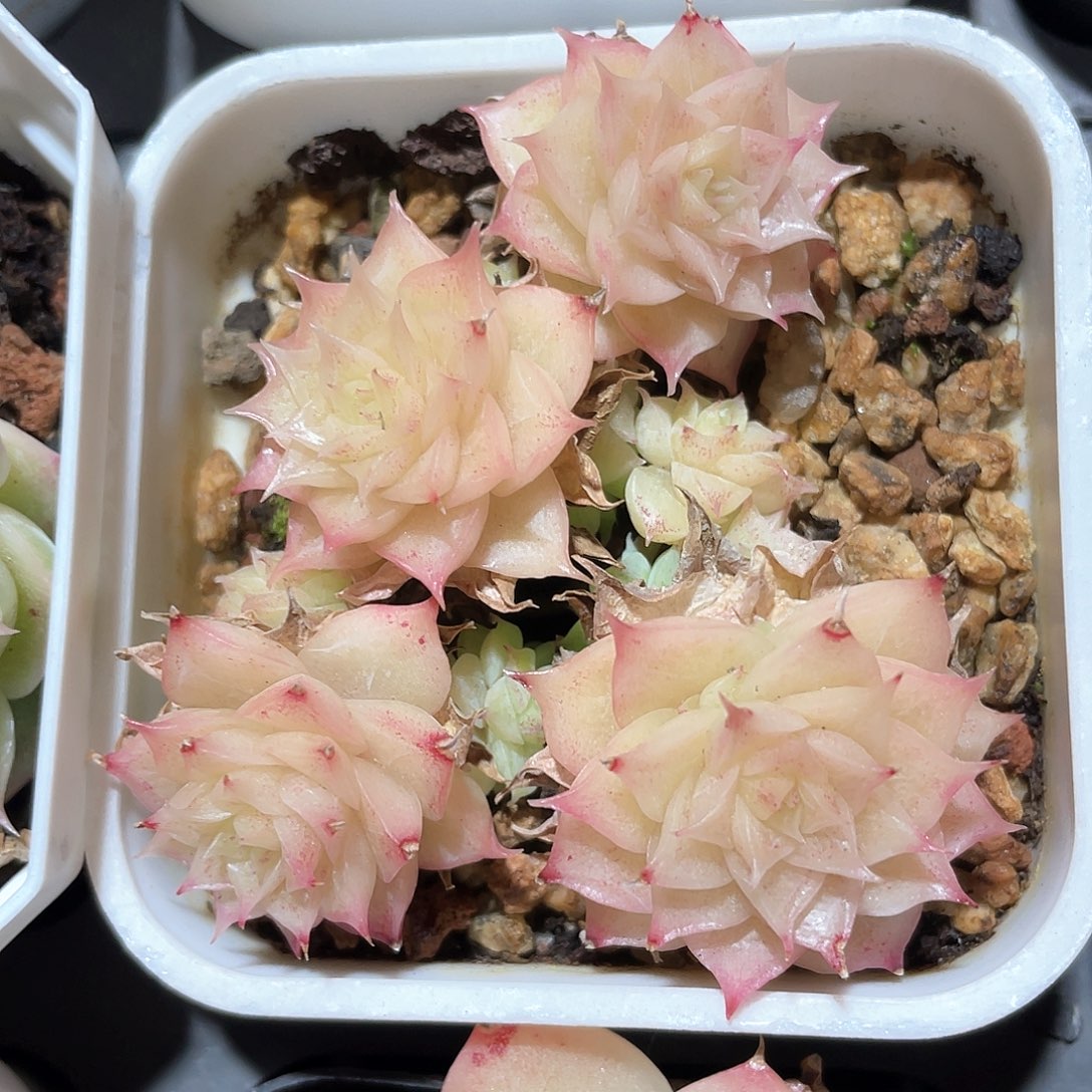 优选麦秆福利9430