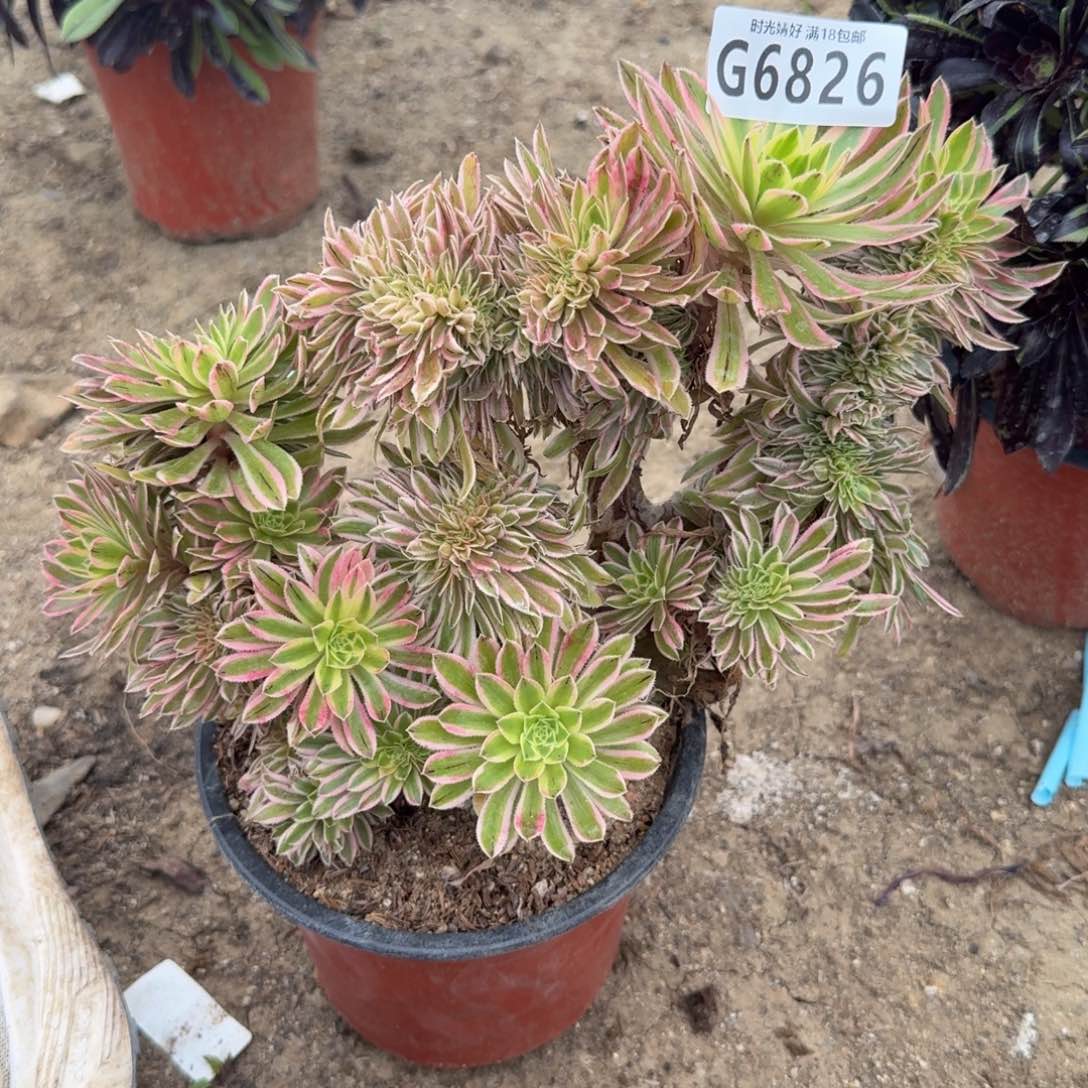 6826夕颜有伤不包损。多肉植物