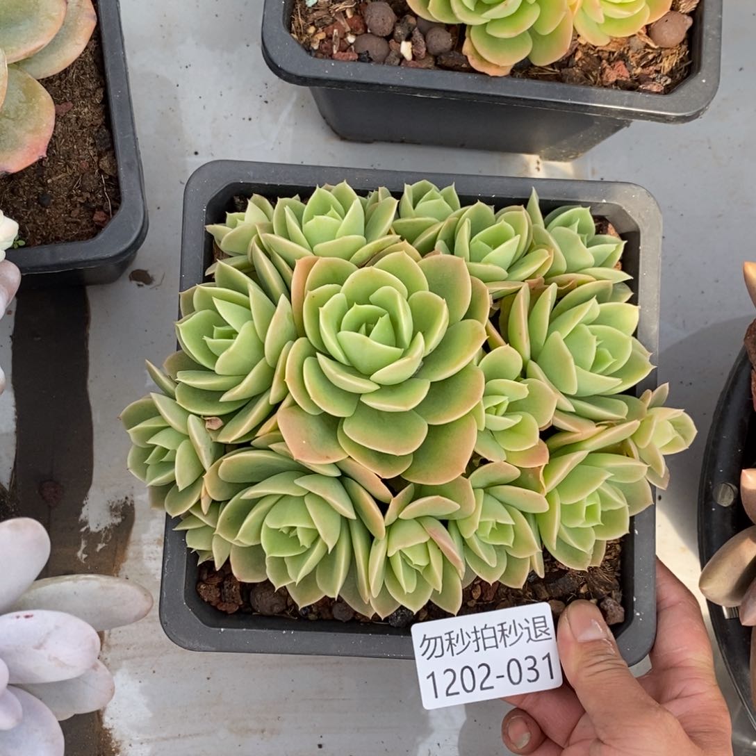 两单包邮1202-31星娜塔