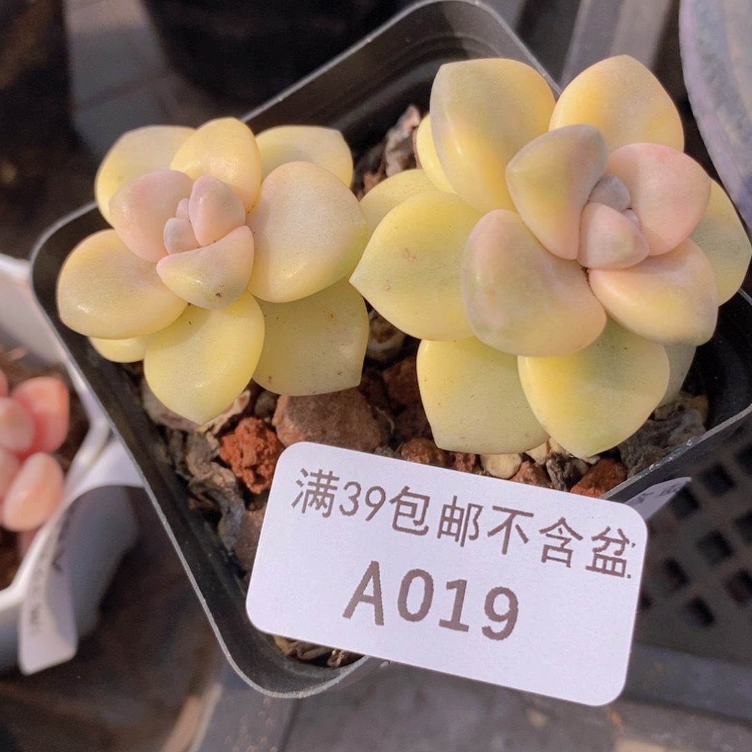美杏锦有砍6cm019多肉植物