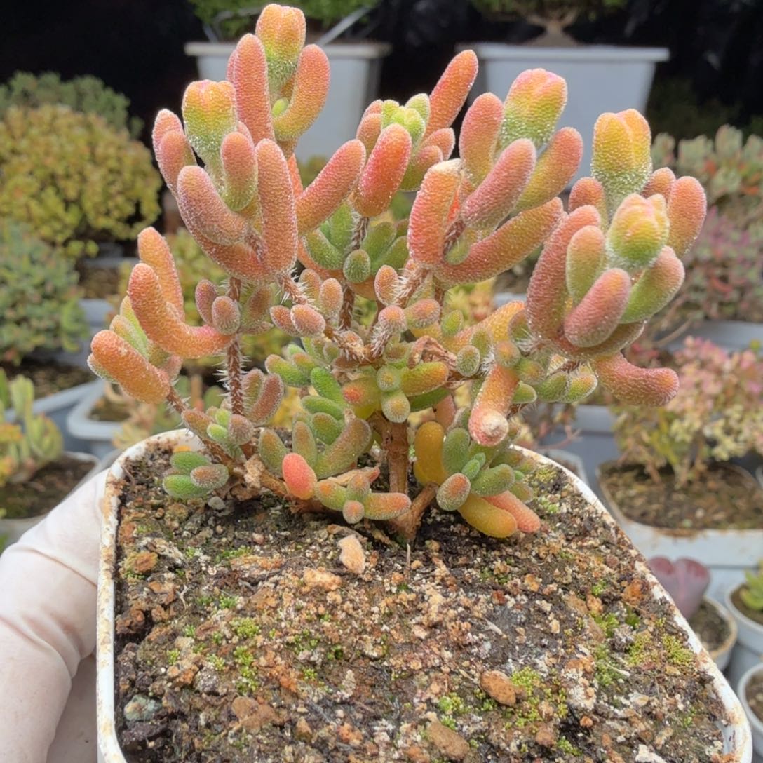 A517琉璃枝干一物一拍