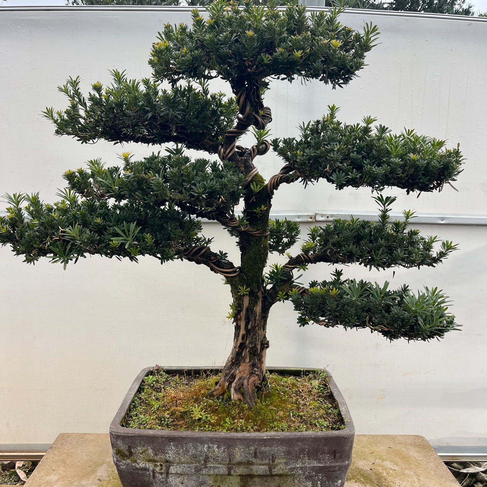 罗汉松盆景造型一物一拍