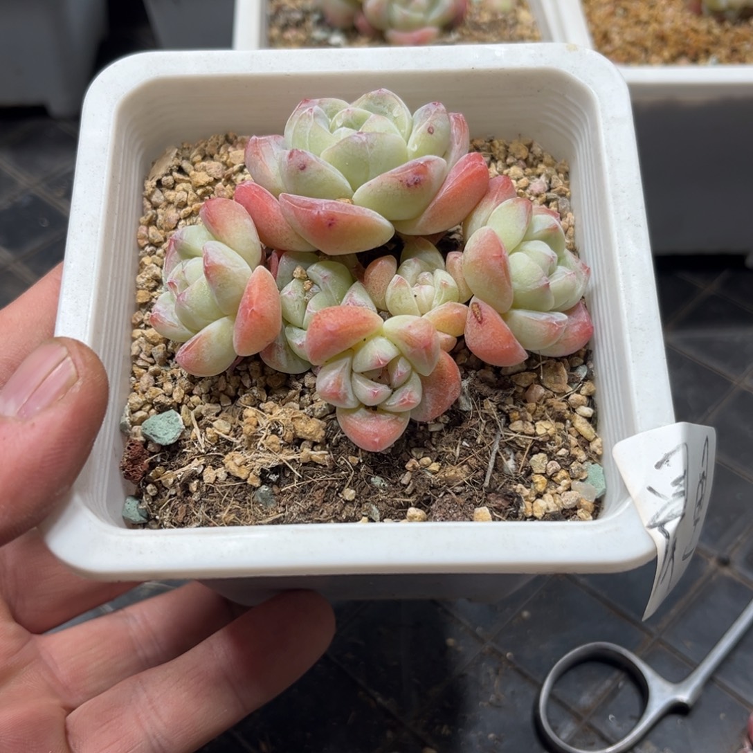 晨星专拍冰玉群生