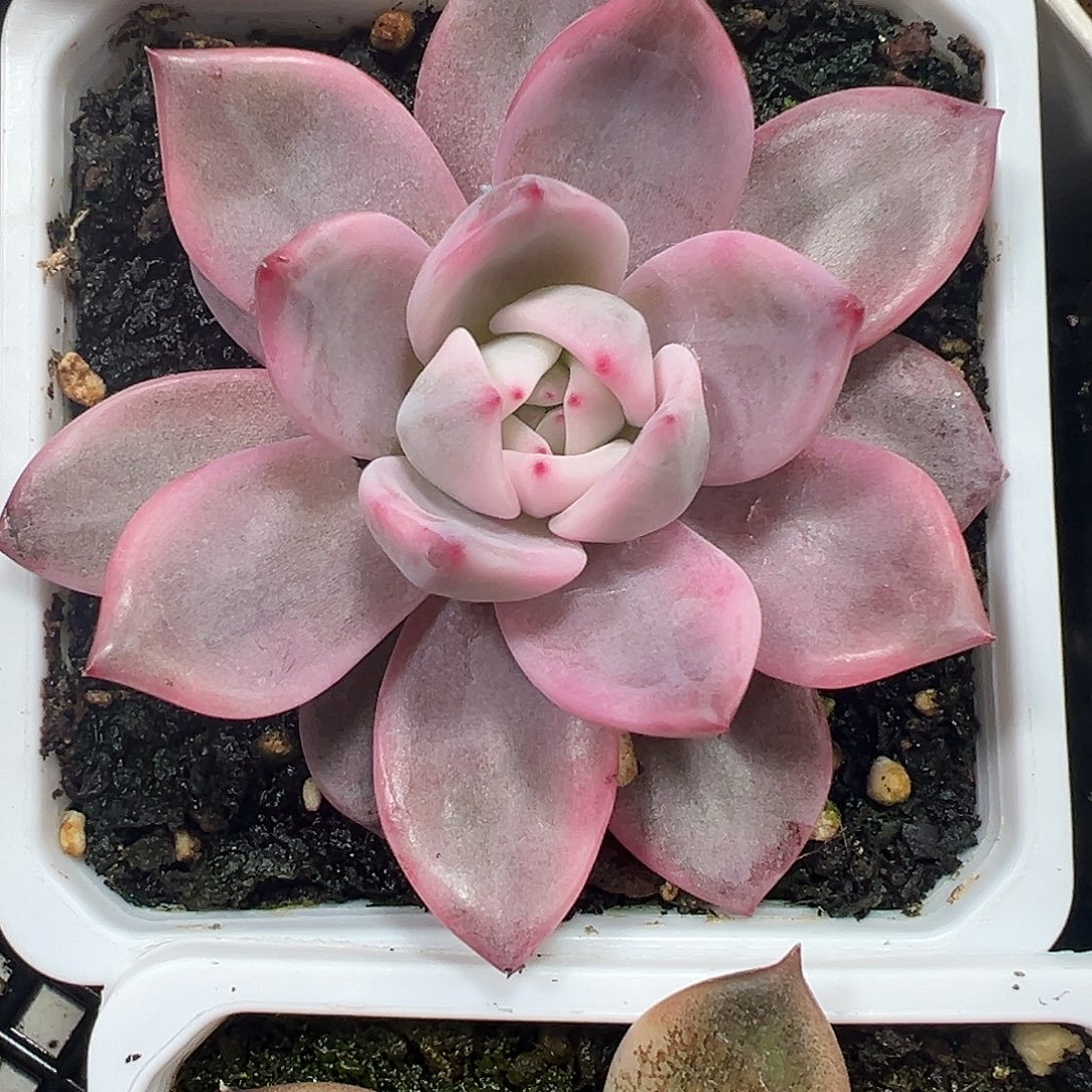 酒红香槟锦多肉植物