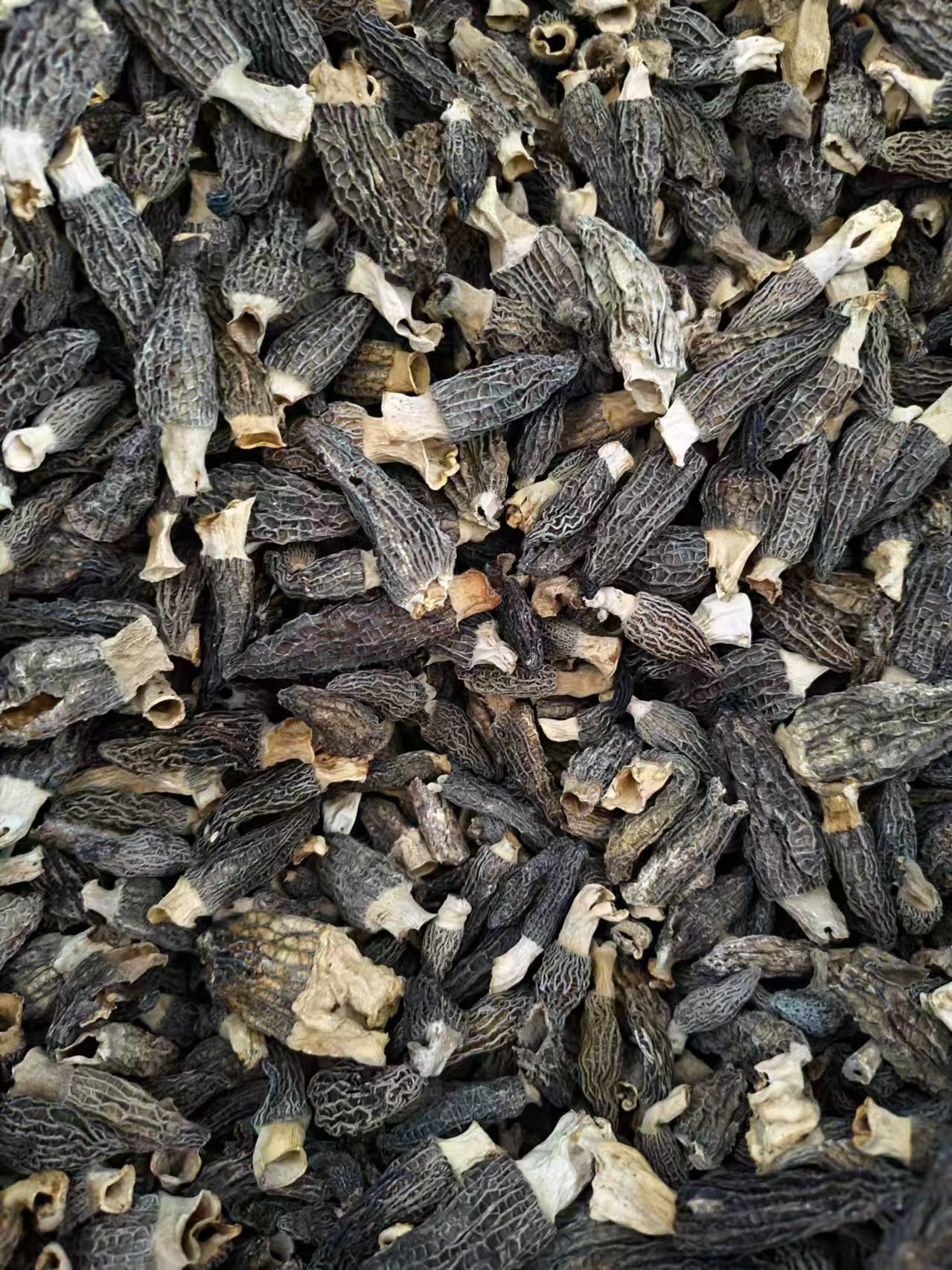 山地王----羊肚菌