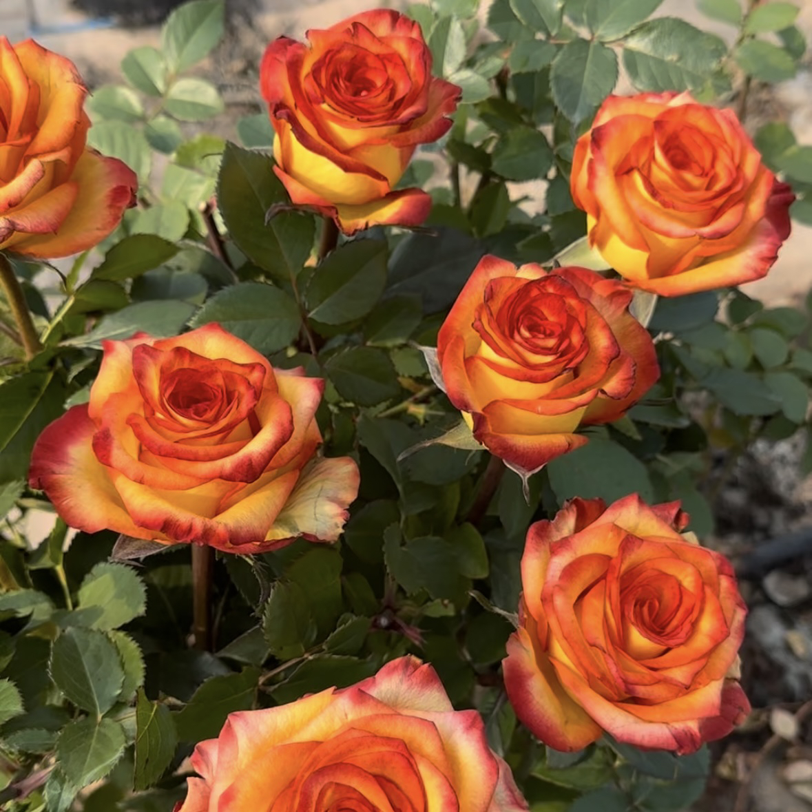 自拍根接苗室内匠人月季玫瑰花月季花鲜花四季开花阳台盆栽植物