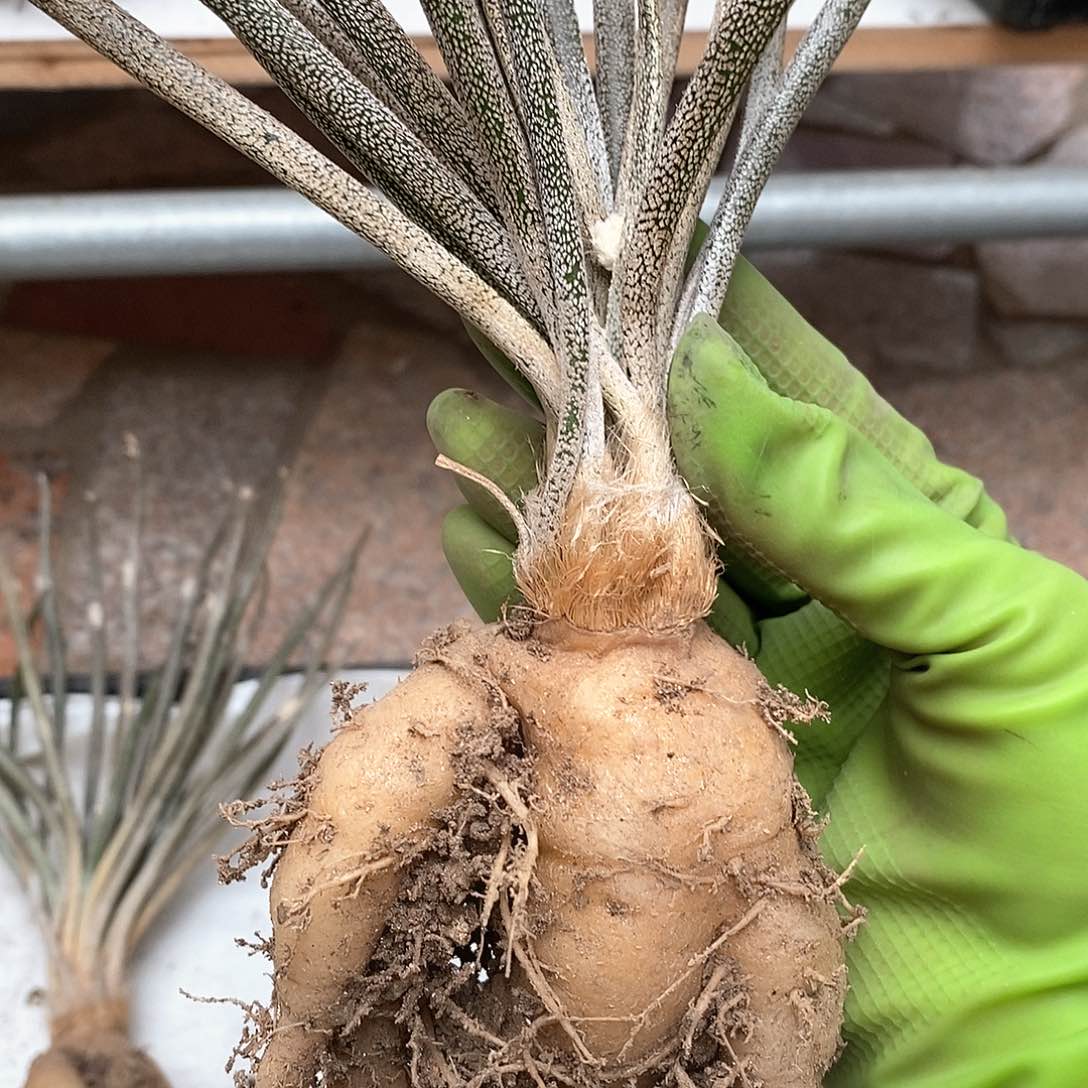 实生美杜莎仙人球