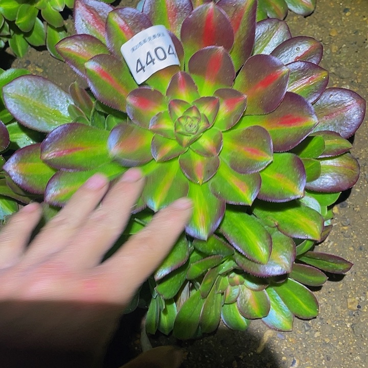 4404粉女巫多肉植物