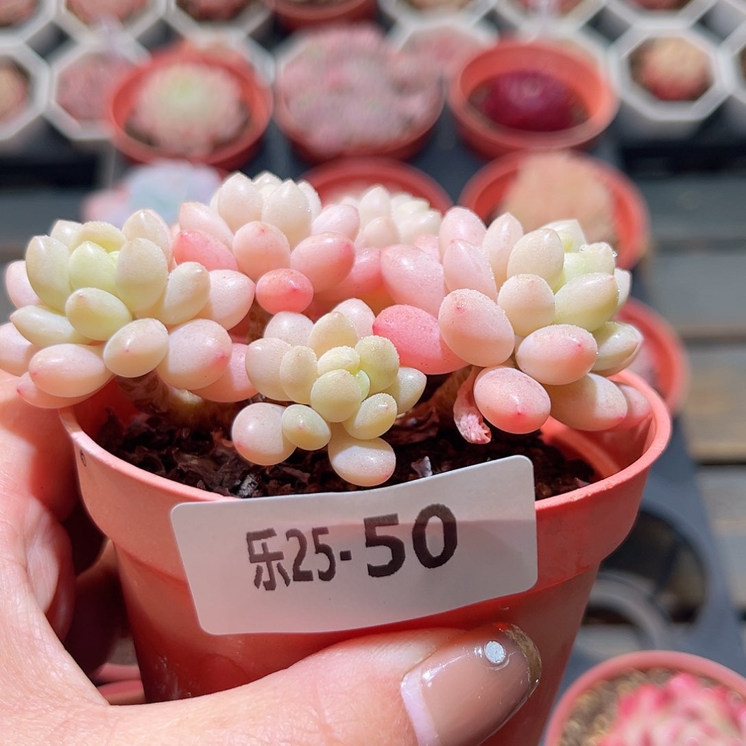 乐25-50 洛可可群