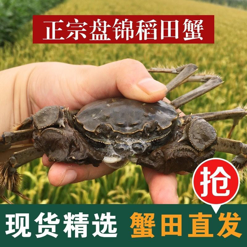 【活蟹】盘锦河蟹（1.6-1.3两/只）全母3斤 鲜活发货