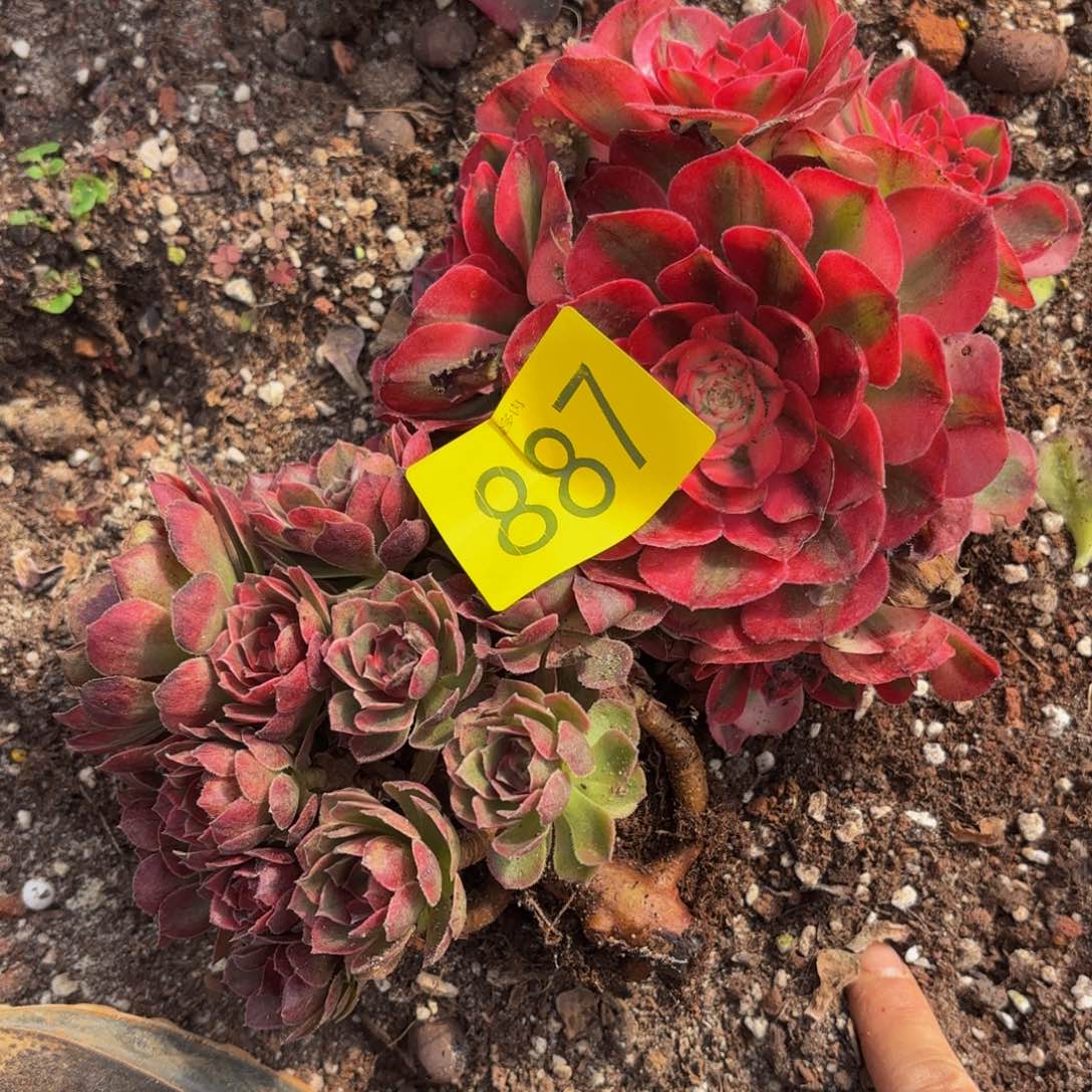 哈哈多肉葡萄福利887