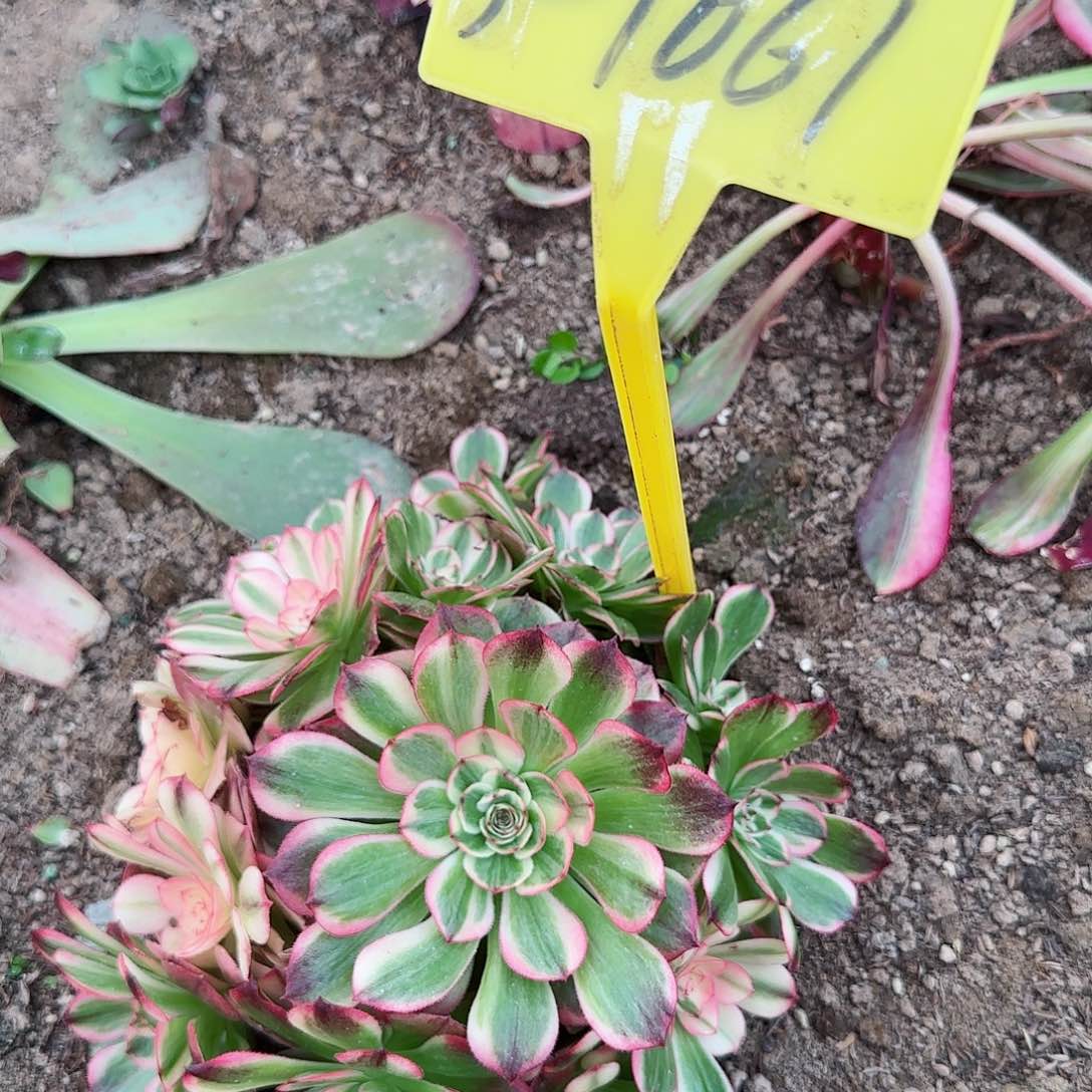 3-1061++多头多肉植物荔枝