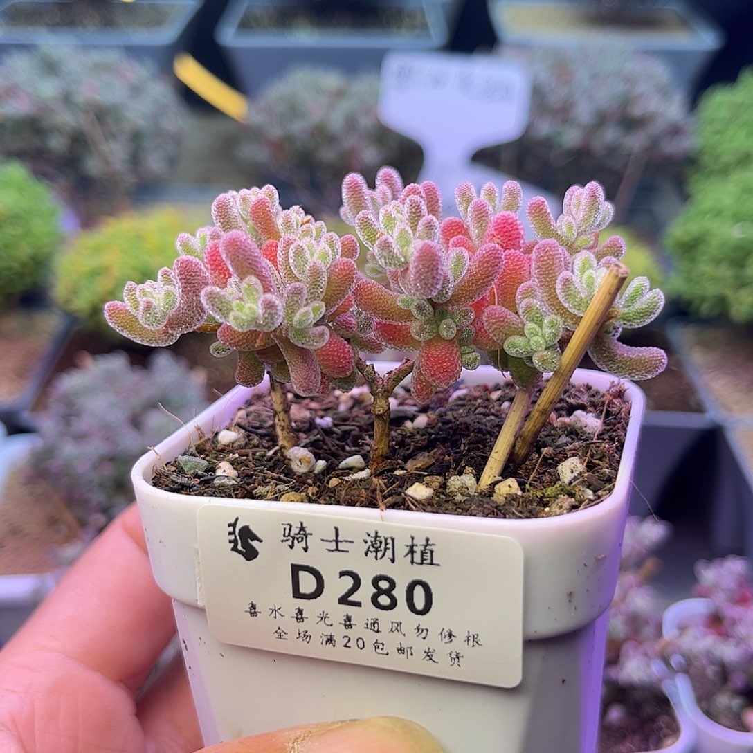 280优选冰晶枝干番杏
