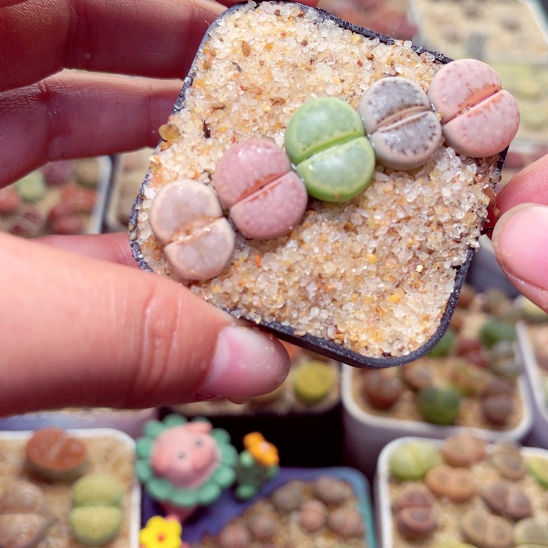 289号带盆包邮发货