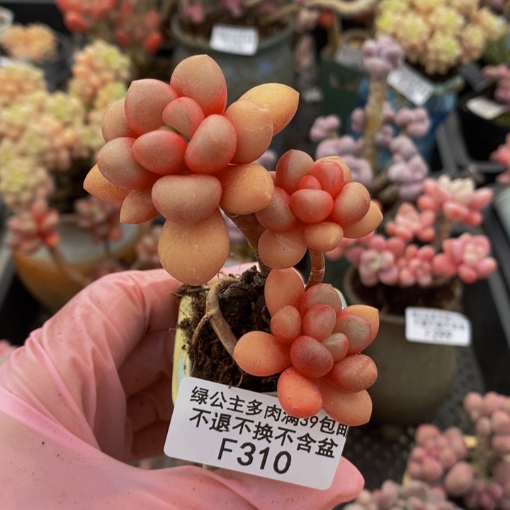 先锋派310多肉植物