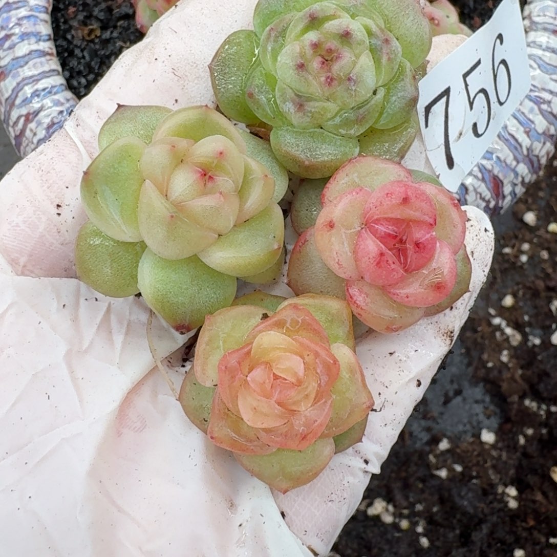 南***•多肉植物多肉植物