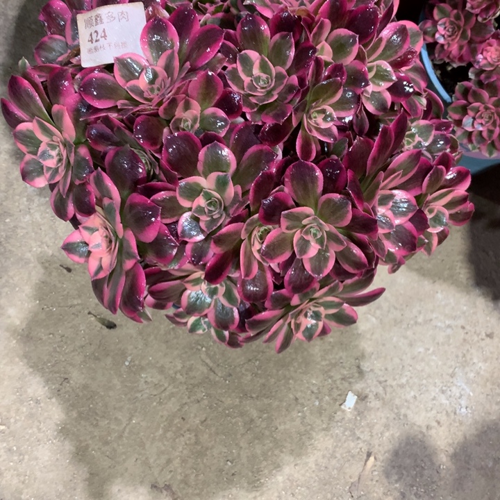 424粉女郎多肉植物特价
