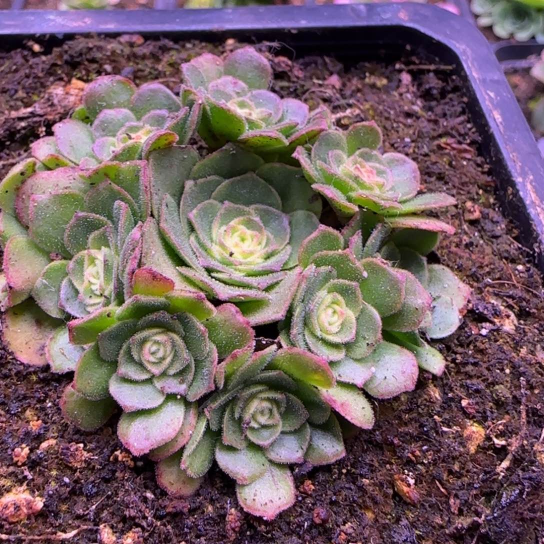 捧花5厘米绒毛1212424242434