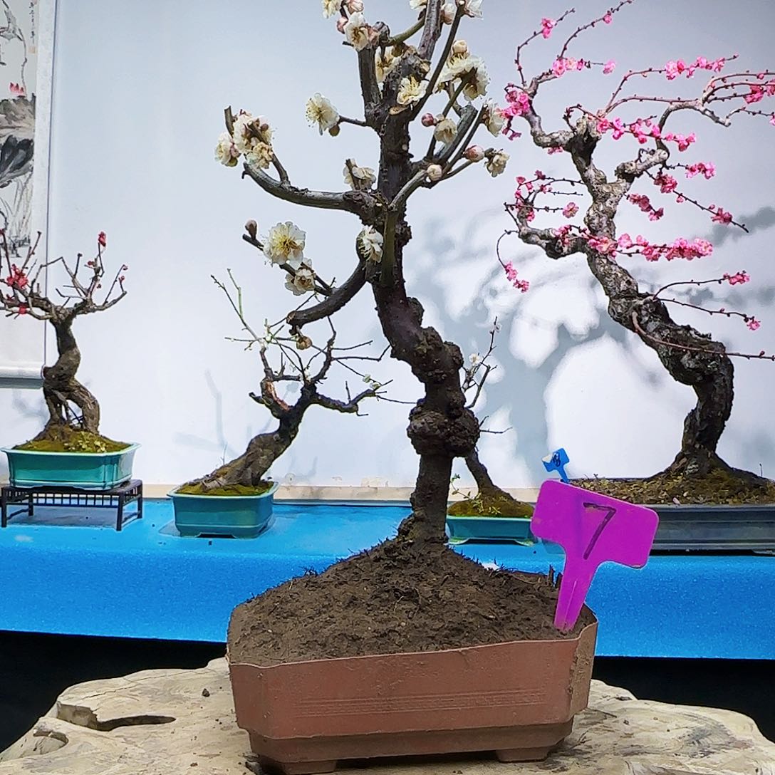 红陶?****?f g h j k l l