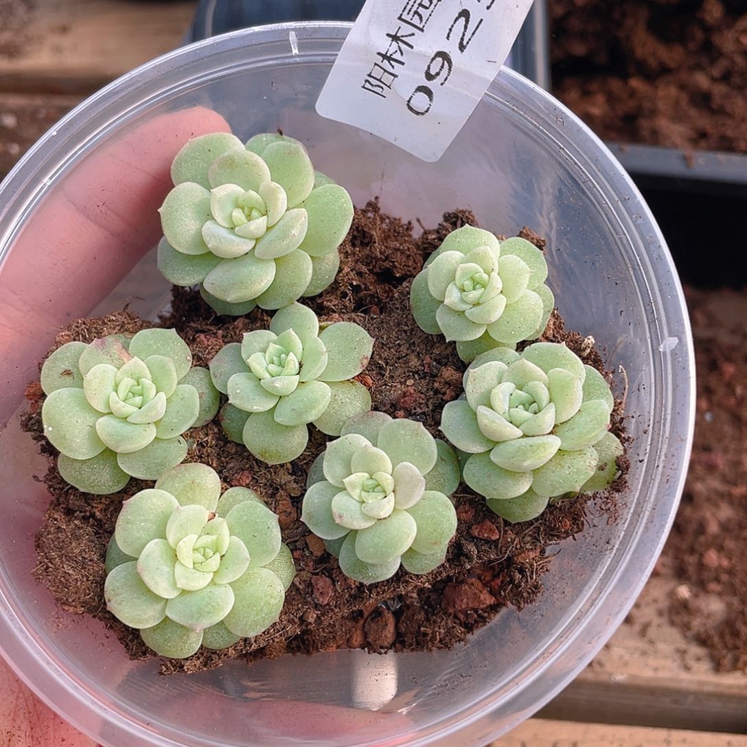 多肉植物多肉植物925