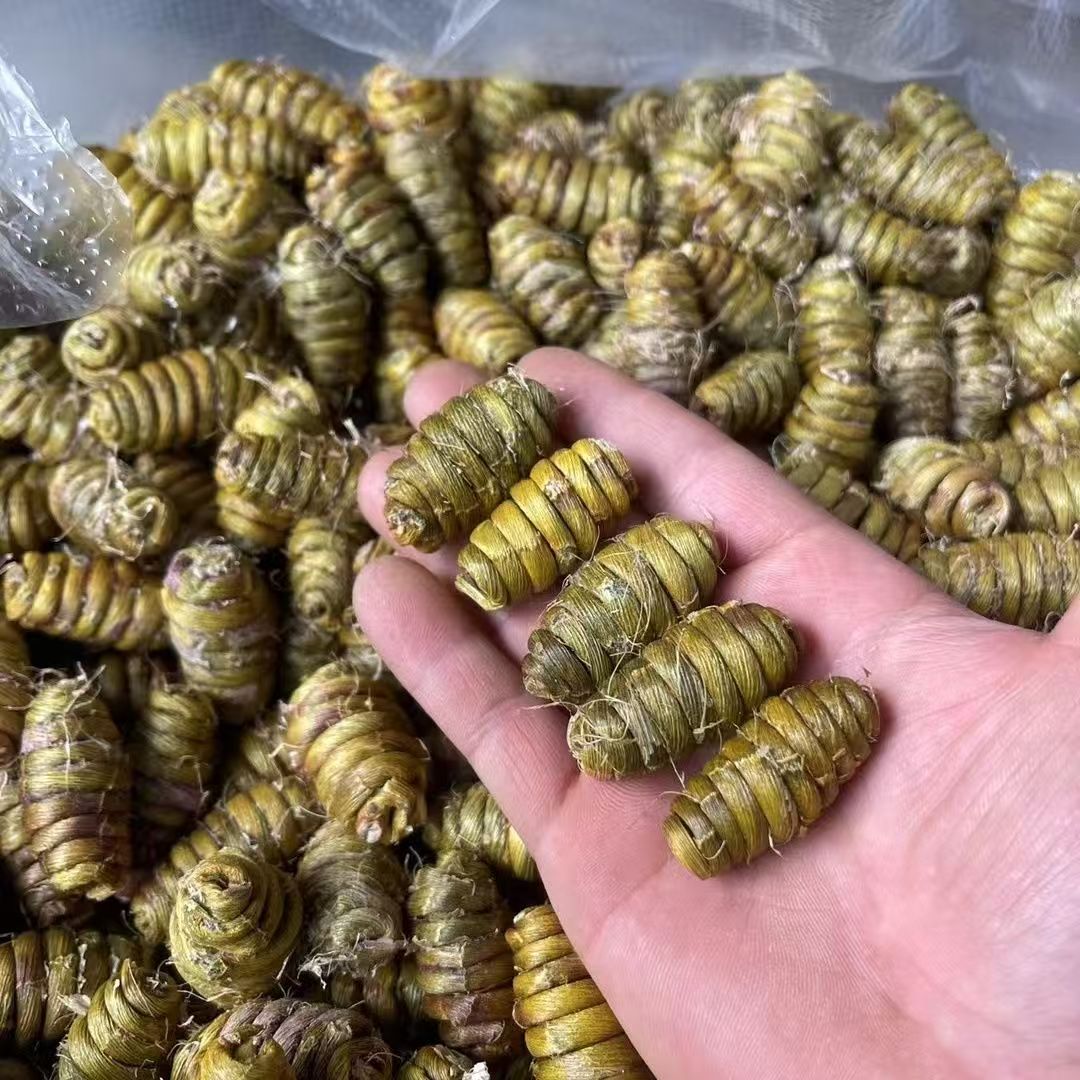 辰暁明精选石斛粒头