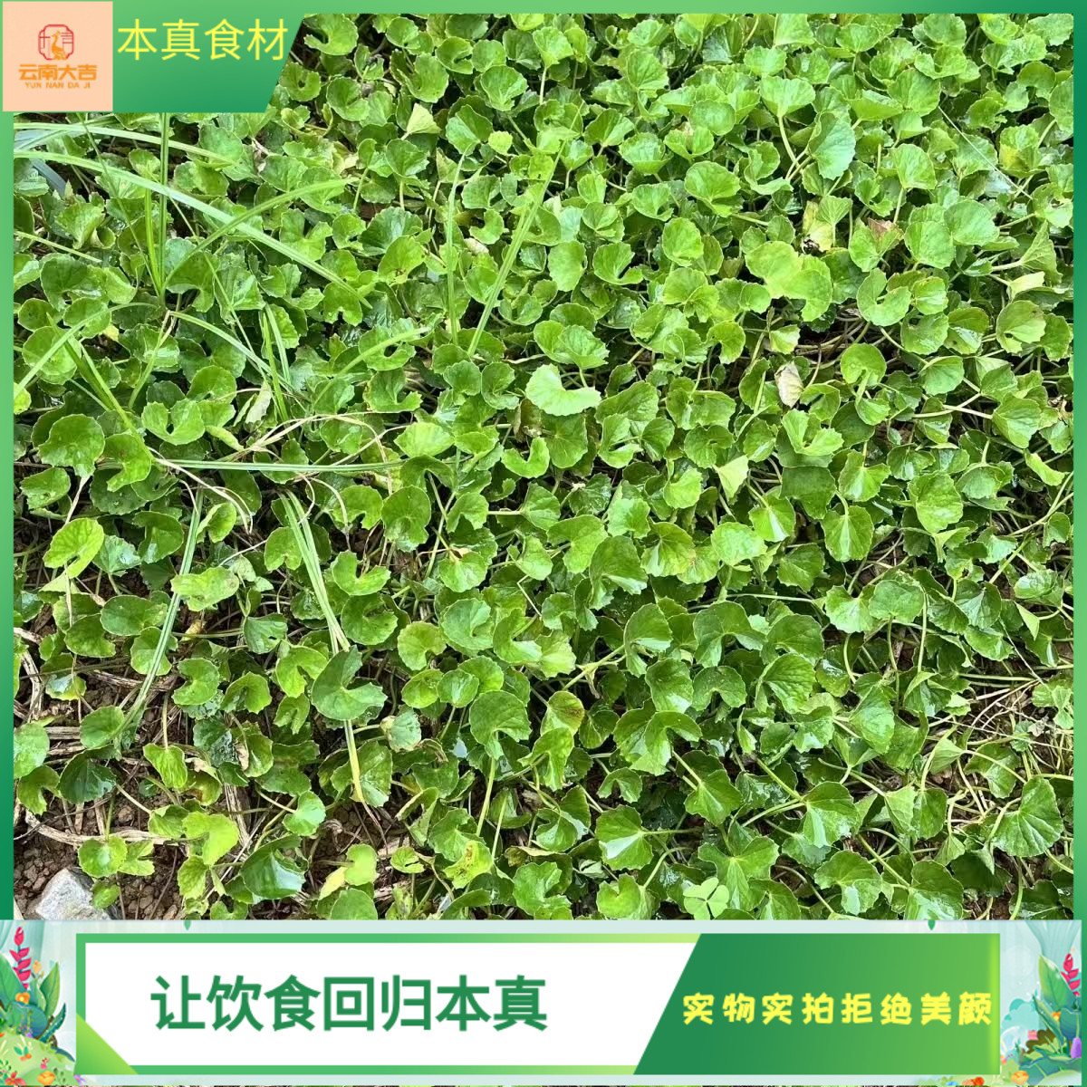 新鲜雷公菜积雪草灯盏菜凉拌榨汁纯自然生长