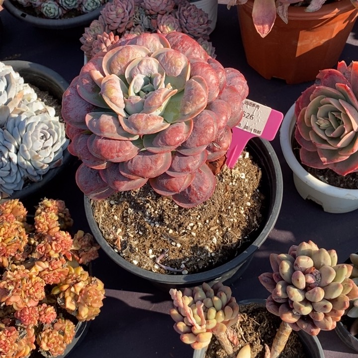 526雨滴肉肉肉肉肉肉肉