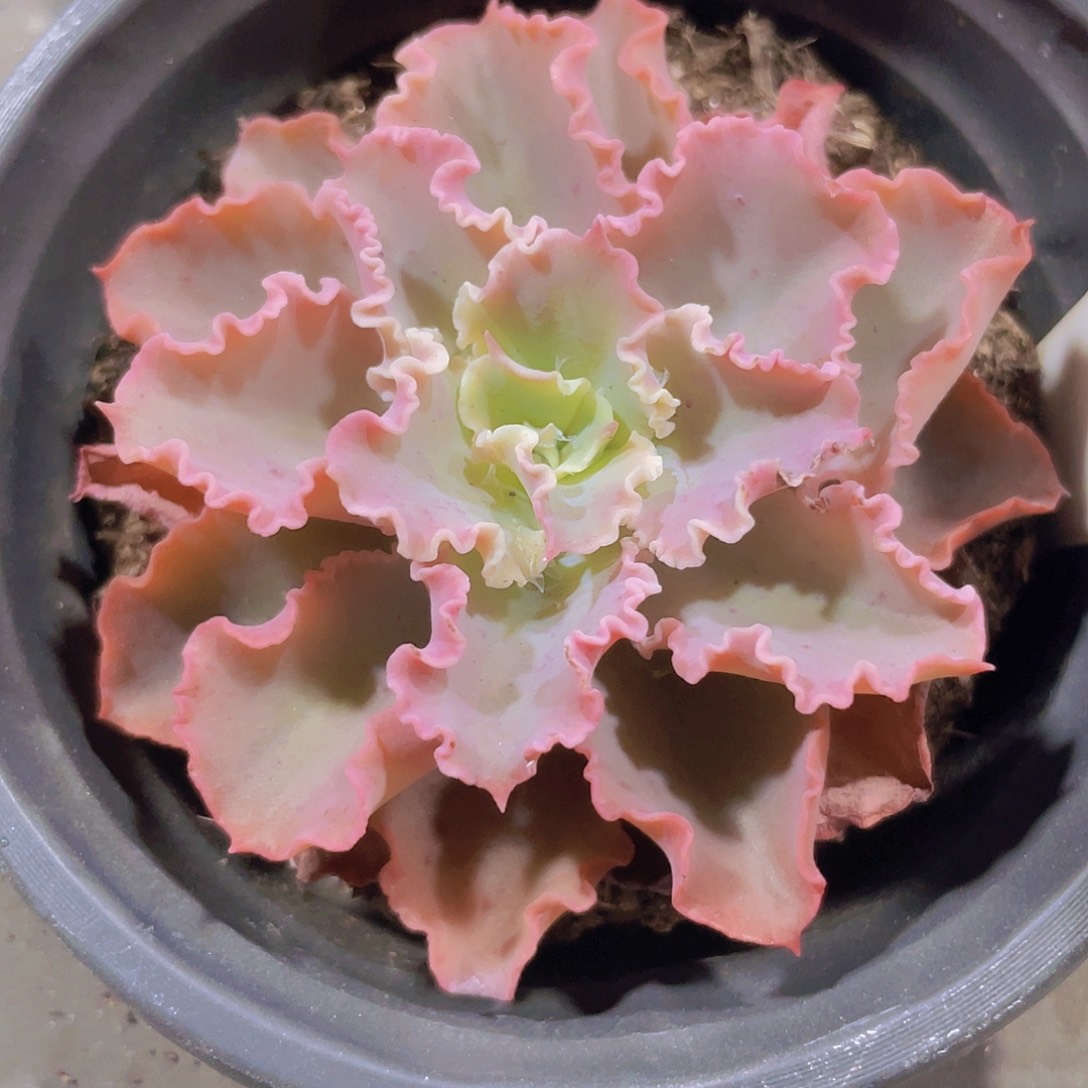 蓝狐w098一物一拍