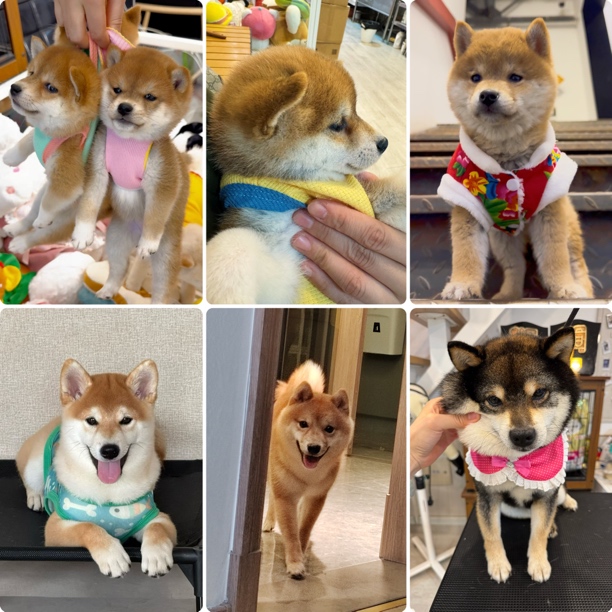 【沈阳大旭小柴】柴犬、豆柴专卖（犬瘟细小365天健康保障、终身指导）