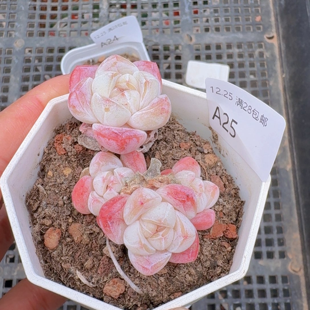 4头樱花粉冰玉 4头