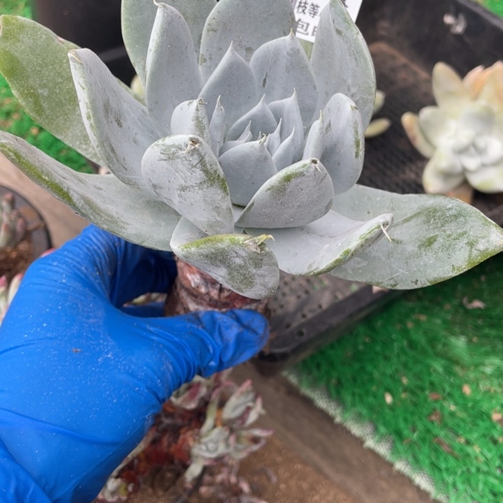 4号雪山多肉植物