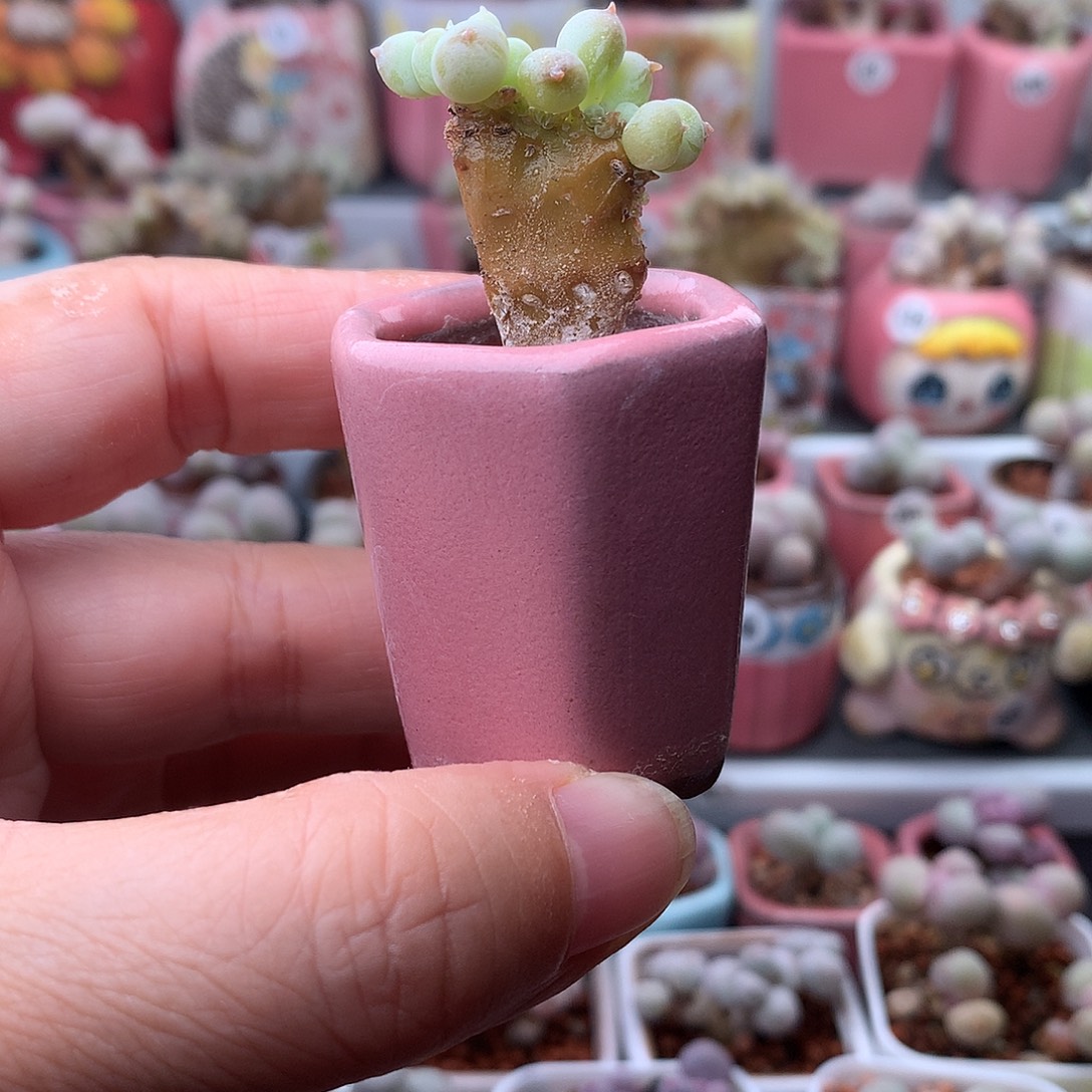 萤火虫奶酪带盆发货