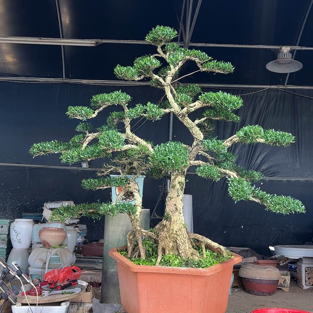 无花朵广东雀舌黄杨盆景