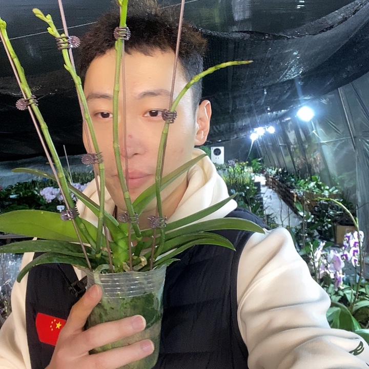 无花朵白天鹅3花剑最少