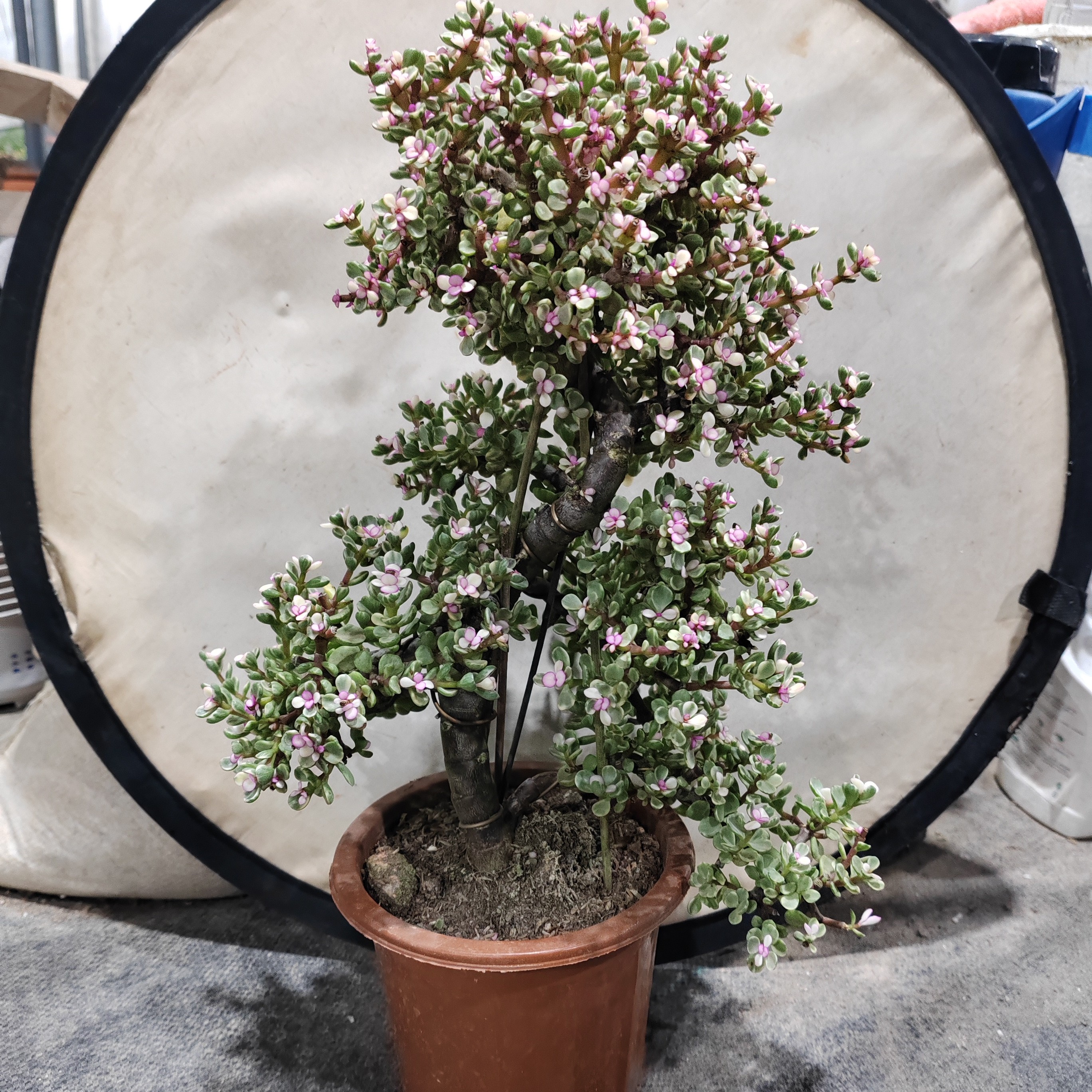 雅乐之舞S弯造型盆景［45］