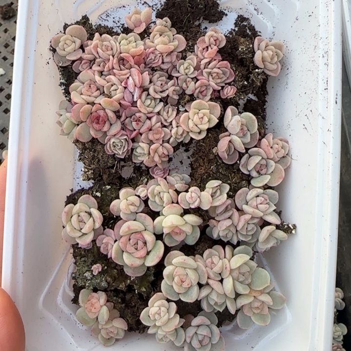 61号白体➕粉体种播苗一盒e