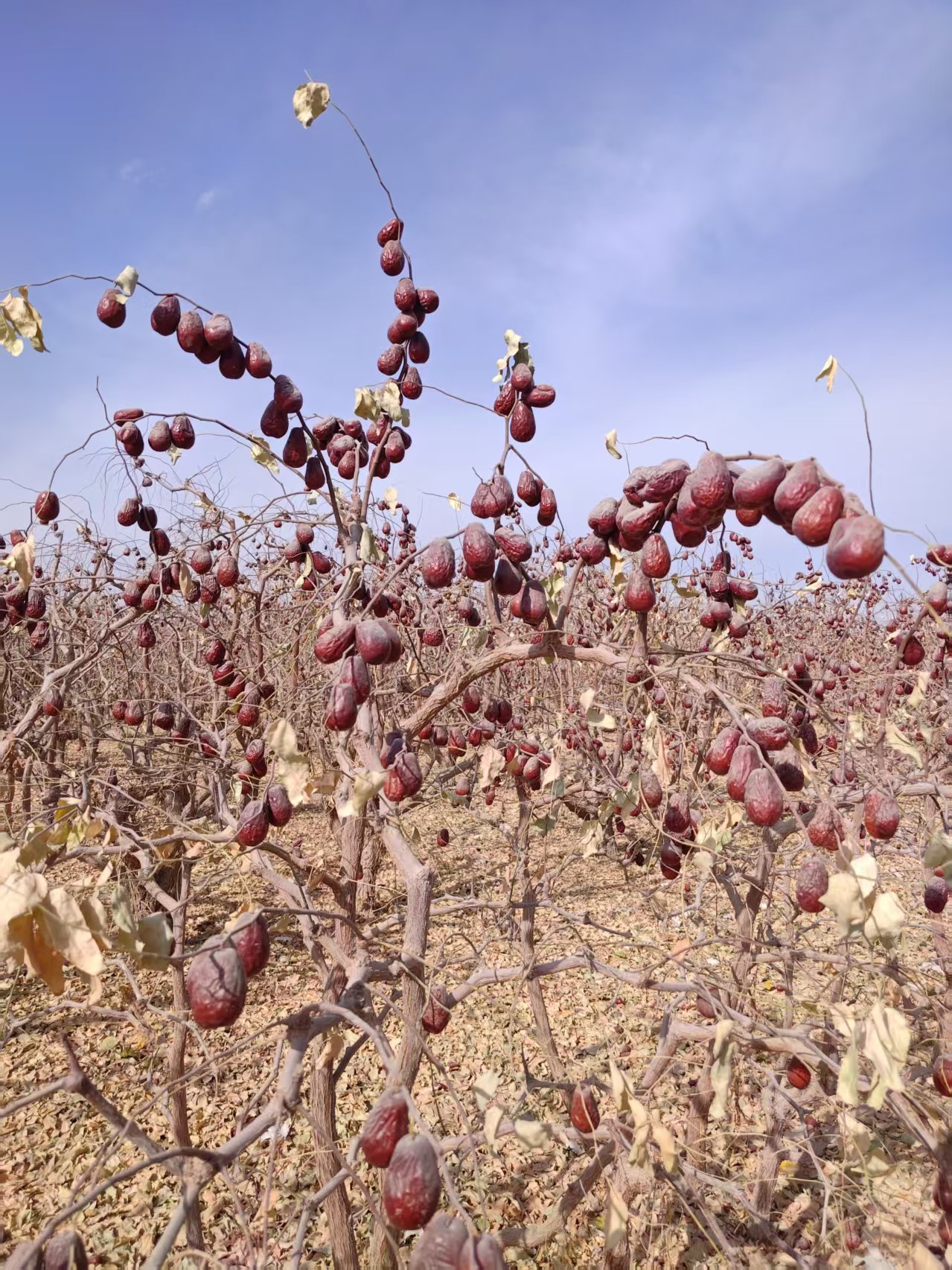 一级3.8-4.5厘米新疆原生态和田大枣自然吊干核小皮薄枣香浓郁
