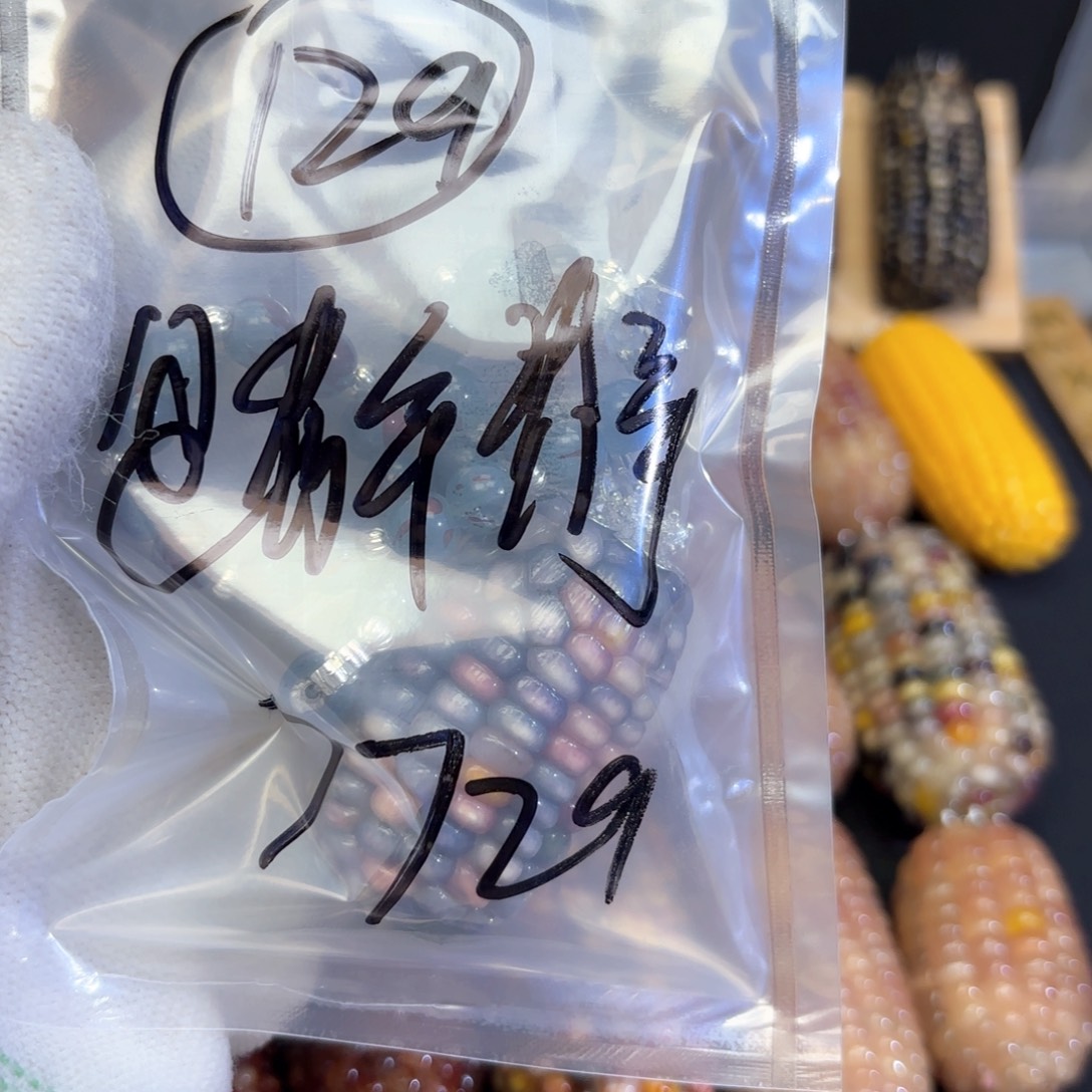 是***！木玉米128啦咯啦咯啦咯