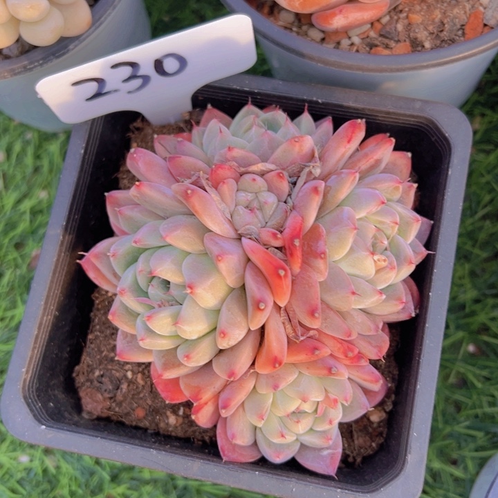 健健康康平平安安