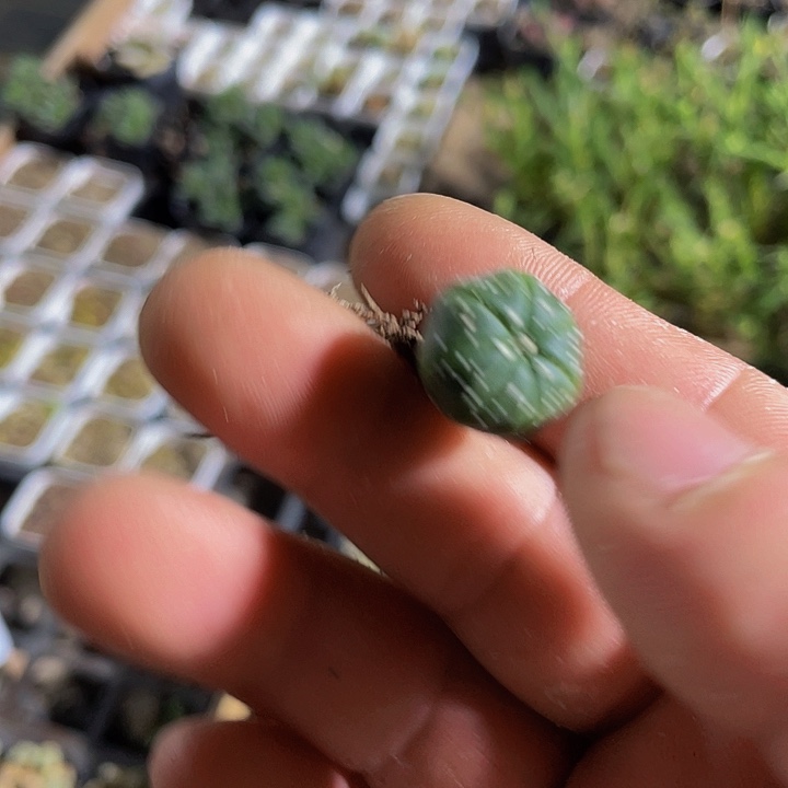 小南瓜1.5托土发货