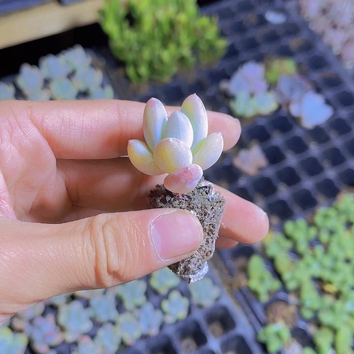 精品钻石奶多肉植物