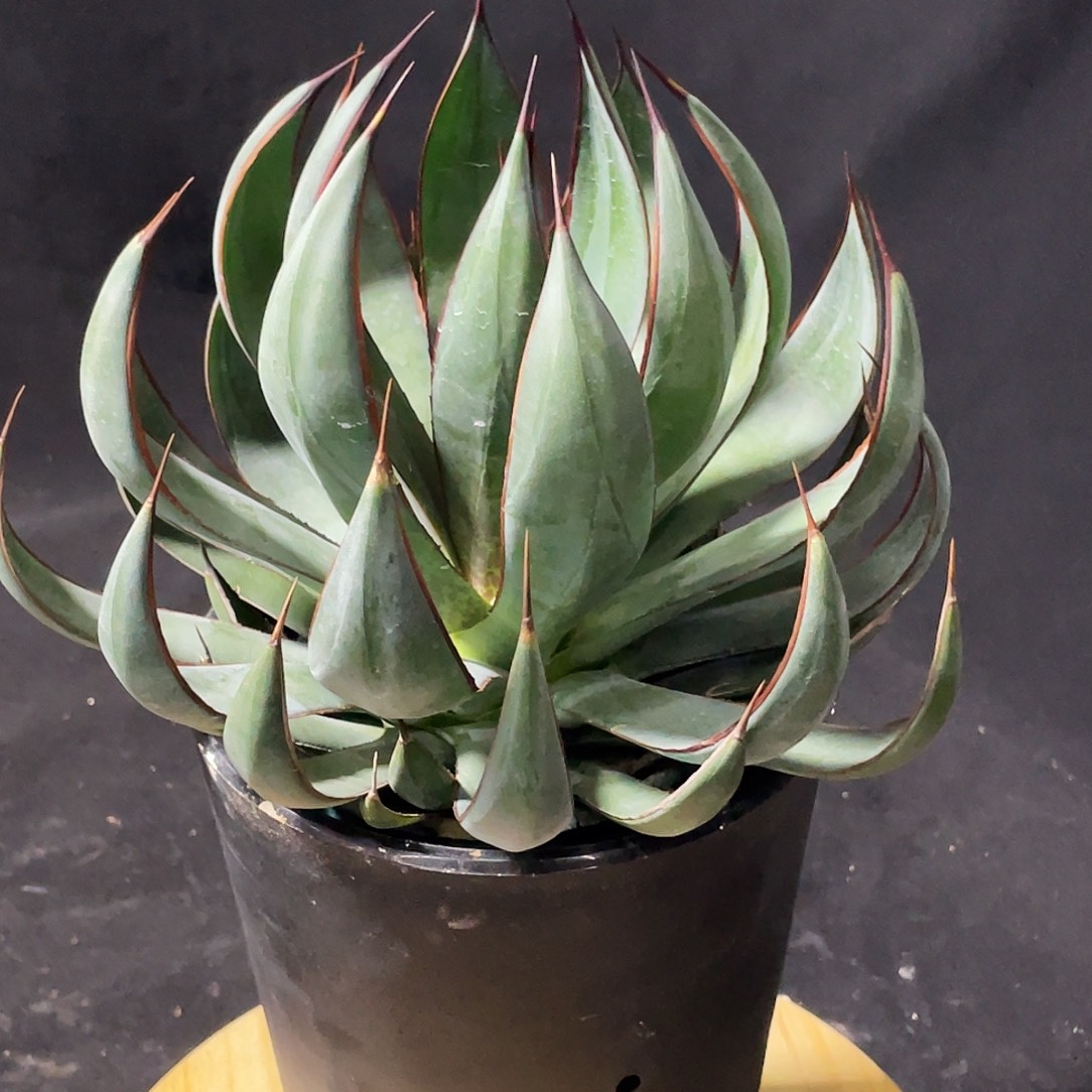 上帝之手6666666666666