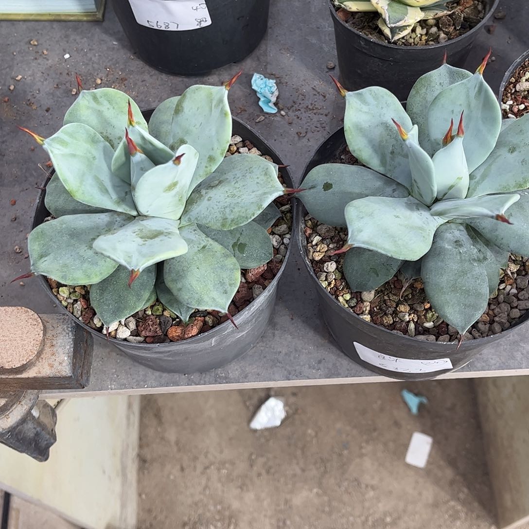 一本刺母本2盆一物一拍