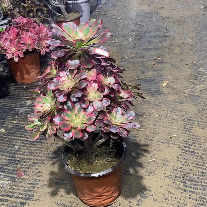 33，丽娜14666889999