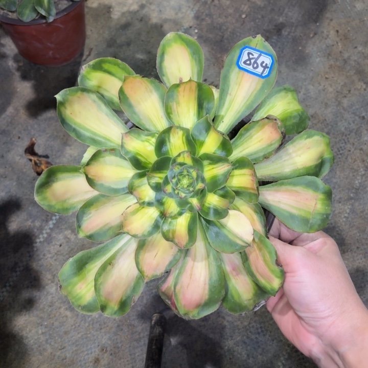 一物一拍多肉暴君864