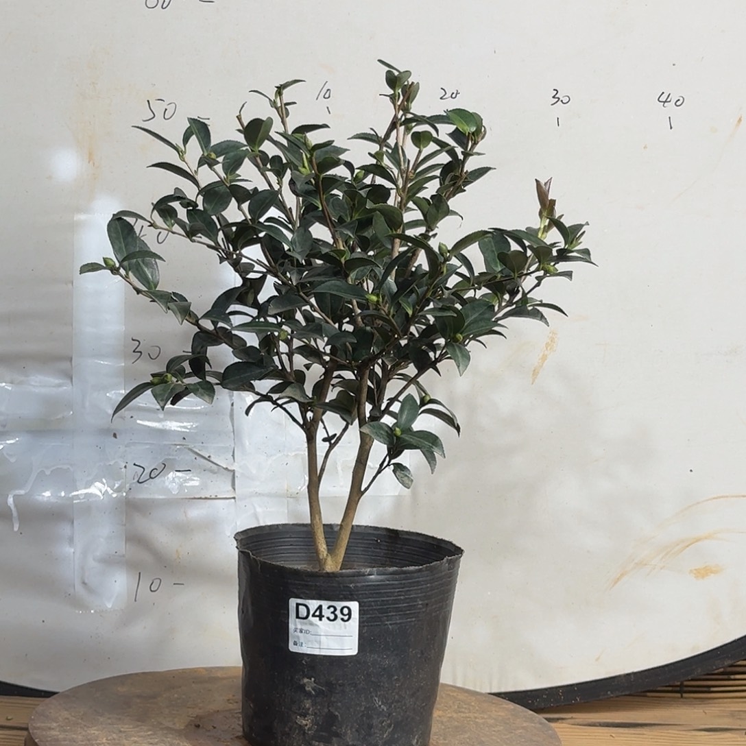 无花朵439英八48.8