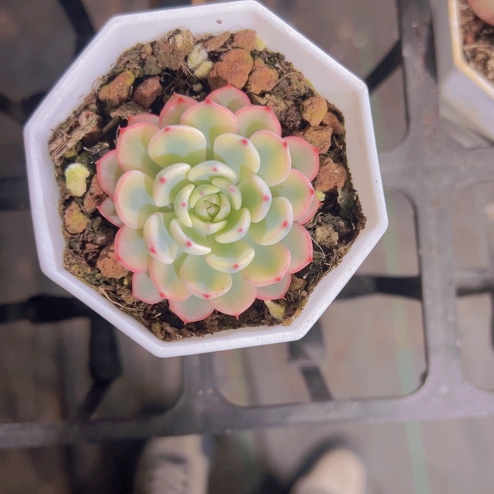 滚姬莲锦精品多肉植物