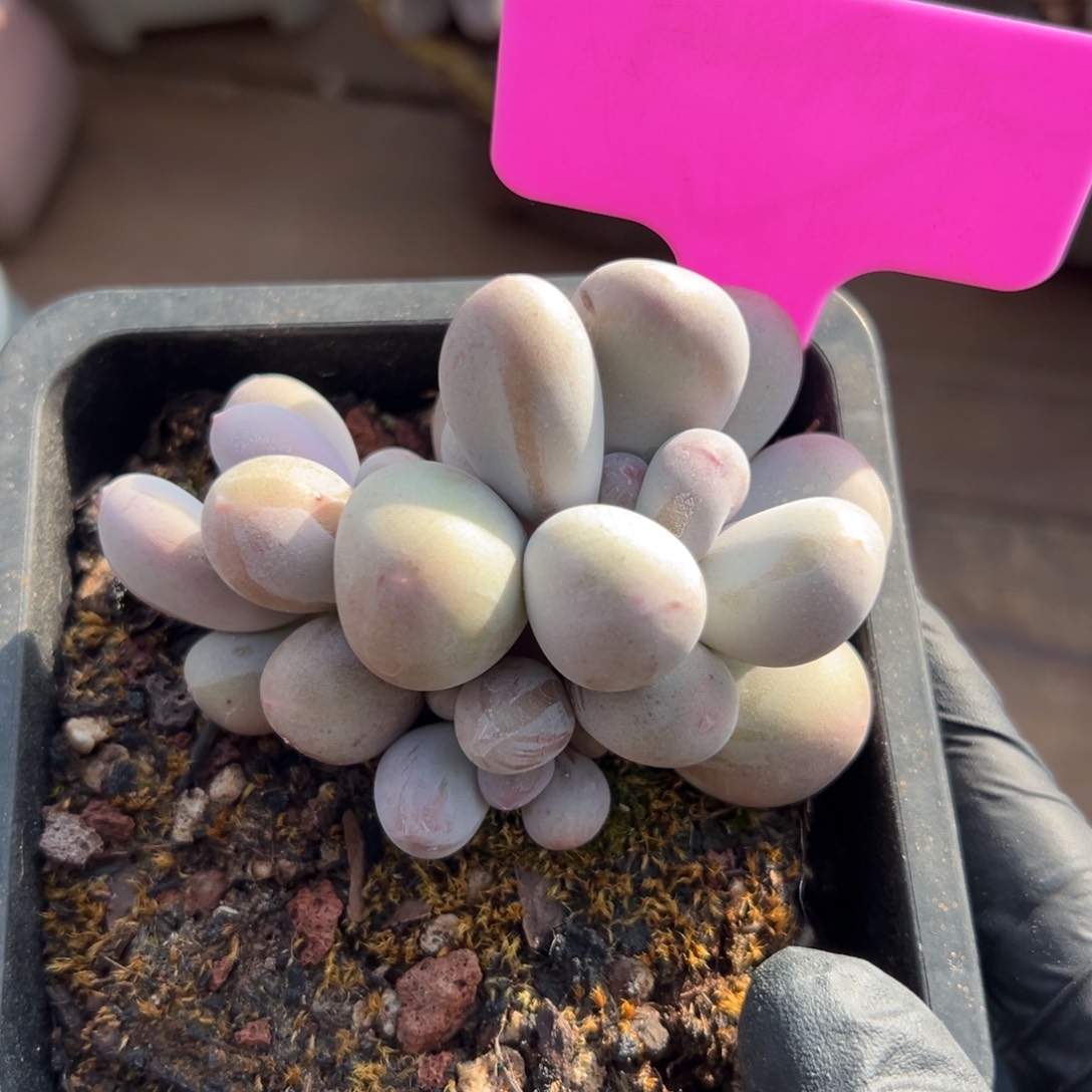 米可奶11111111111111