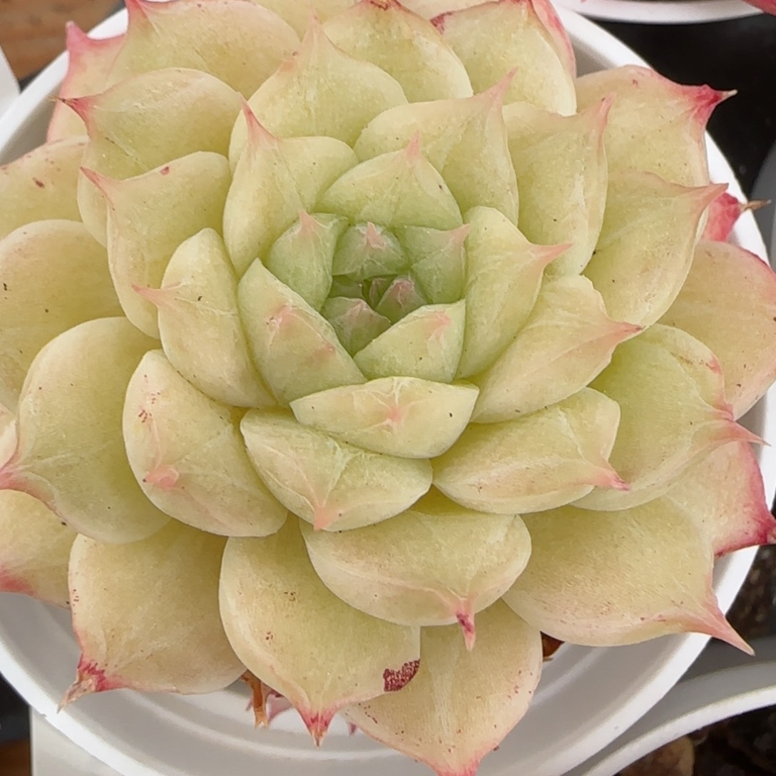 花语逸镜0215-238