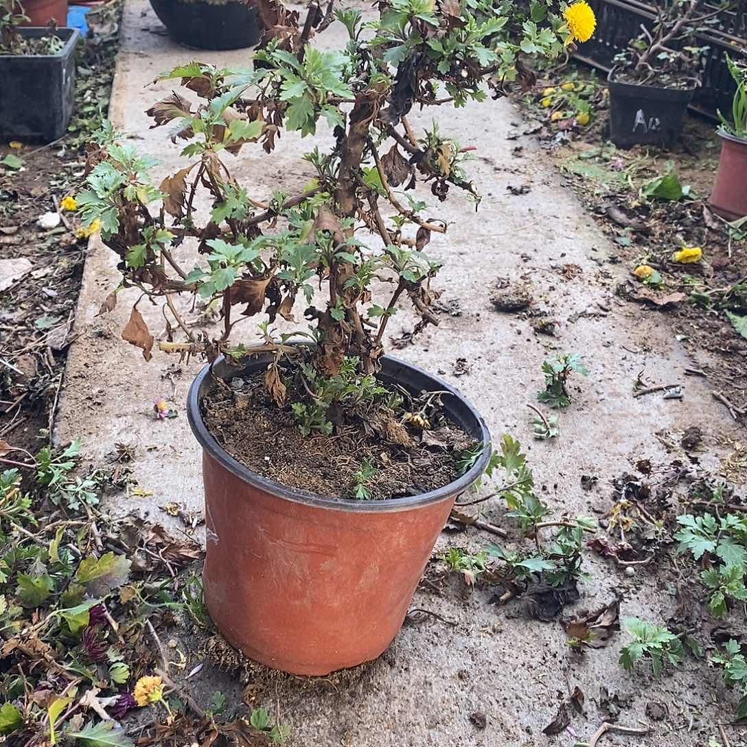 馨***姐完全开放黄剪绒菊花